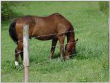 Horse4