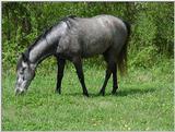 Horse5