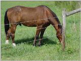 Horse6