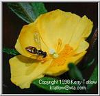 Fly On Flower - ktatlow@xta.com