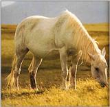 Horses002