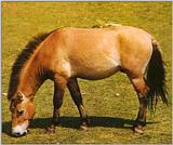 Horses004