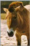 Horses005