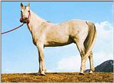 Horses007