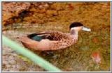Hottentot Teal