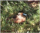 Hottentot Teal