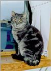 cat in window