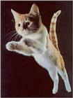 Kitten leaping