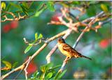 A house Finch late in the day - HouseFinchSunset.jpg