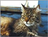 Re: need cats & baby cats pictures