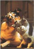 Cat-and-Dog