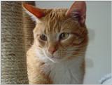 One of my cats