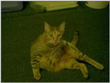 tiger pregnant