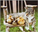 House Cat-with-Duckies-TR-by Trudie Waltman.jpg