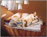Cat 001