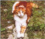 Cat 002