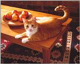 Cat 006