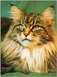 Cat 008