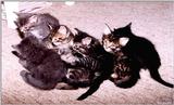 Kittens