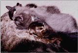 Kittens
