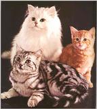 Cats-01-