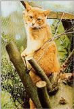 Cats-02-