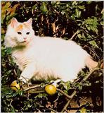 Cats-03-