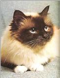Cats-04-