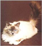 Cats-05-