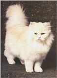 Cats-06-