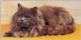 Cats-07-