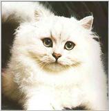 Cats-08-