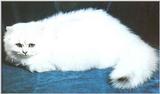 Cats-09-