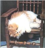 Cats-10-