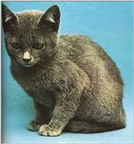 Cats-11-