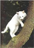 Cats-12-