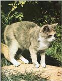 Cats-13-