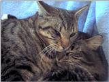 ziggy, and sylvester