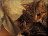 here are a few pics of my cats