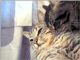 ziggy, and sylvester