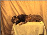 sylvester, ziggy