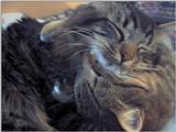 ziggy, sylvester