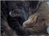 ziggy, sylvester