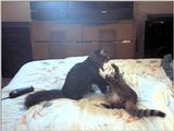 ziggy, sylvester
