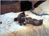 ziggy, sylvester
