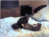 ziggy, sylvester