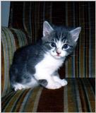 Some old and new posts - kitten