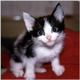 Some old and new posts - kitten