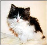 Some old and new posts - kitten