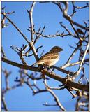 Trip to Wakohadatchee Wetlands - house sparrow